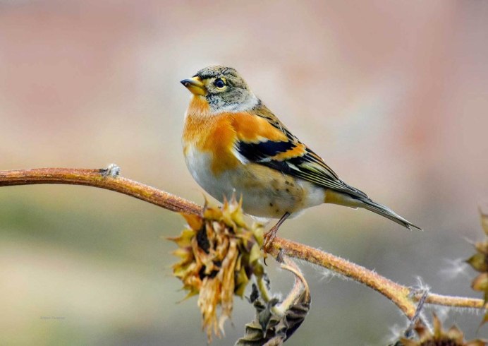 Юрок (fringilla montifringilla)