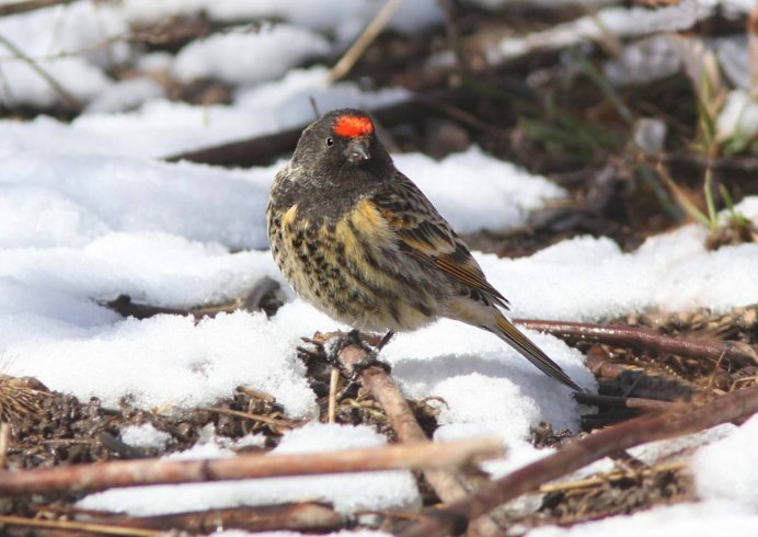 Юрок коричневый