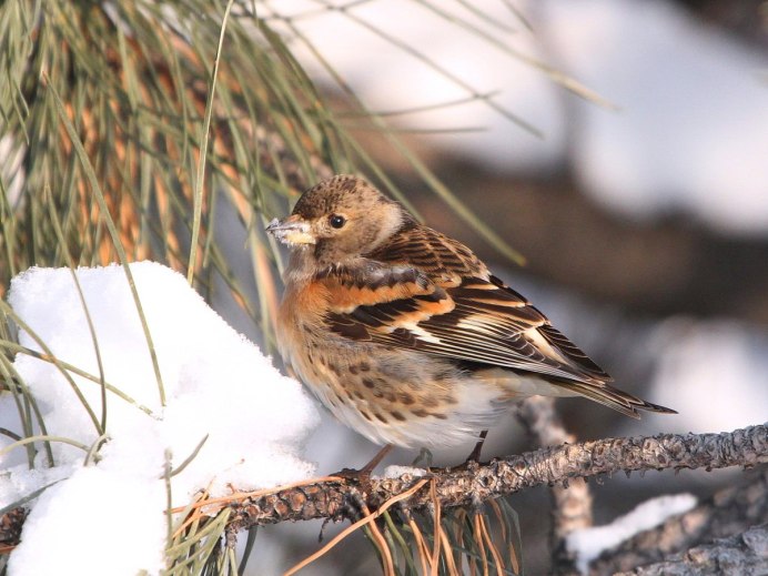 Красношапочный вьюрок ареал