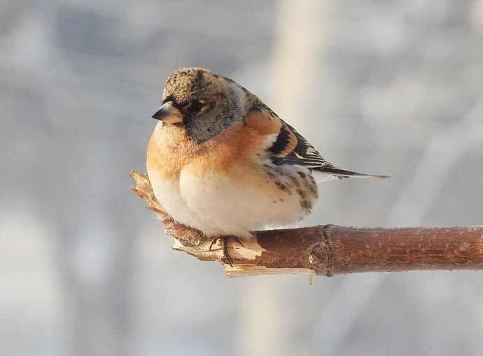 Красношапочный вьюрок