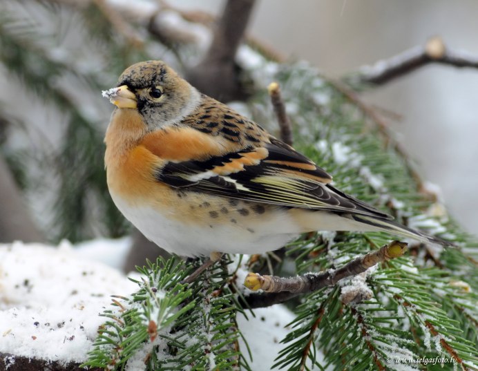 Вьюрок, или Юрок (лат. Fringilla montifringilla)