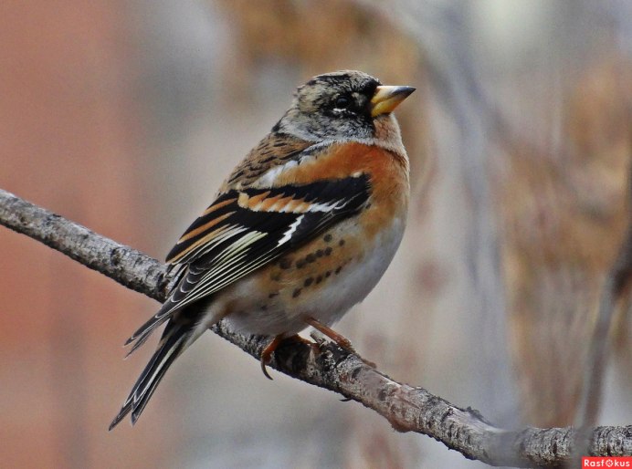 Птичка Юрок вьюрок