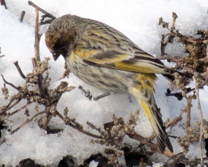 Вьюрок и Воробей