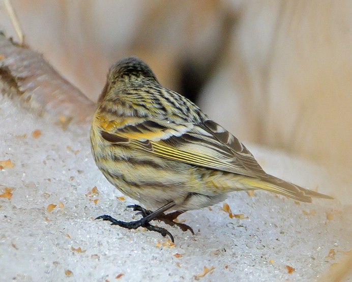 Вьюрок животное