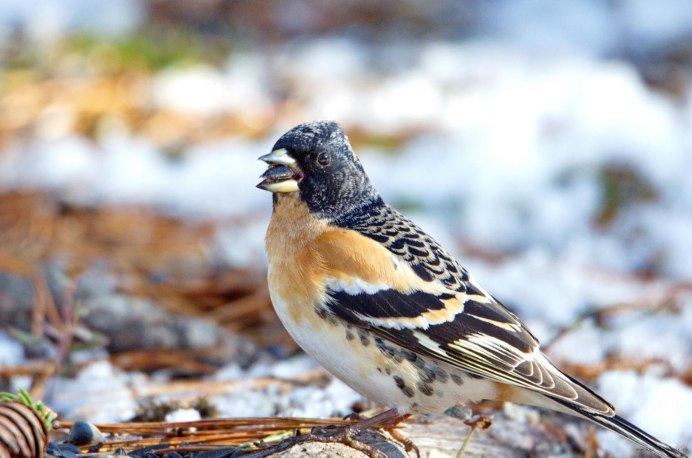 Птица вьюрок самка