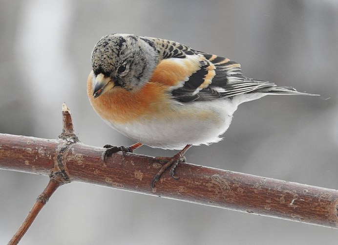 Красношапочный вьюрок птица