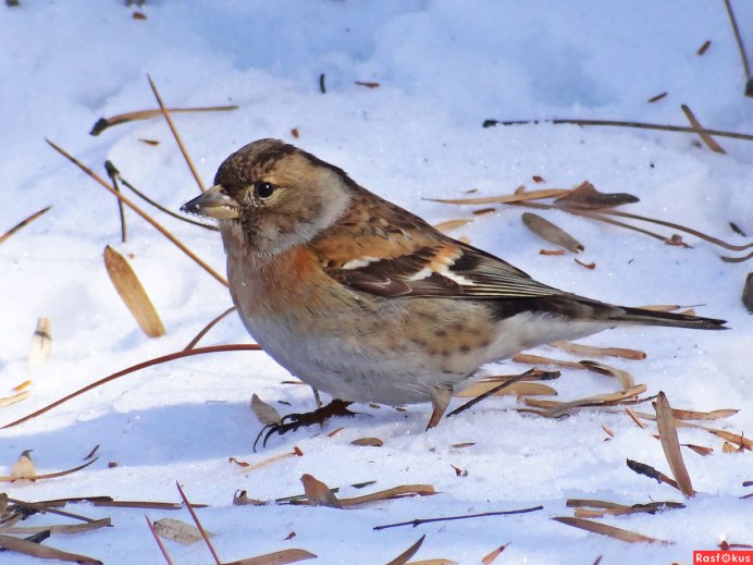 Гималайский вьюрок Leucosticte nemoricola