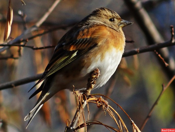 Птичка Юрок вьюрок