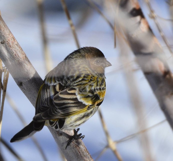 Вьюрок Вьюрковые