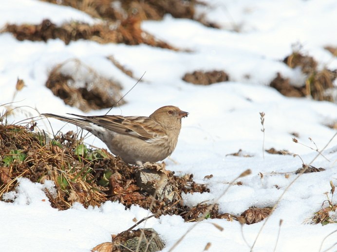 Вьюрок Юрок птица