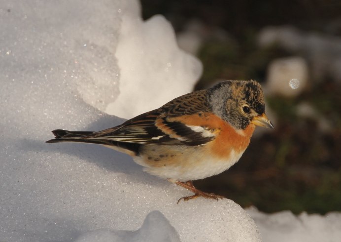 Вьюрок птенец