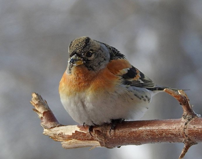 Вьюрок Зяблик