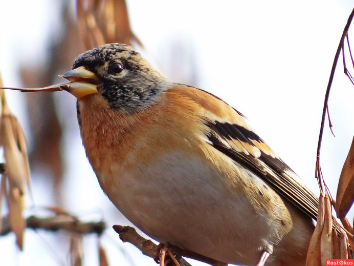 Зимующий вьюрок