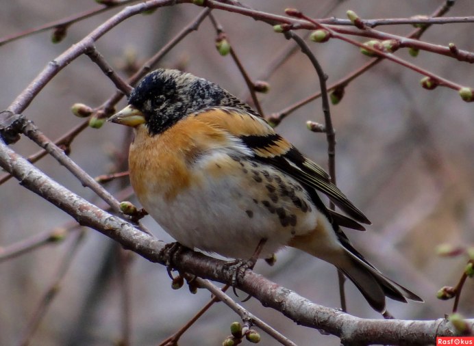 Лесные птички в Удмуртии