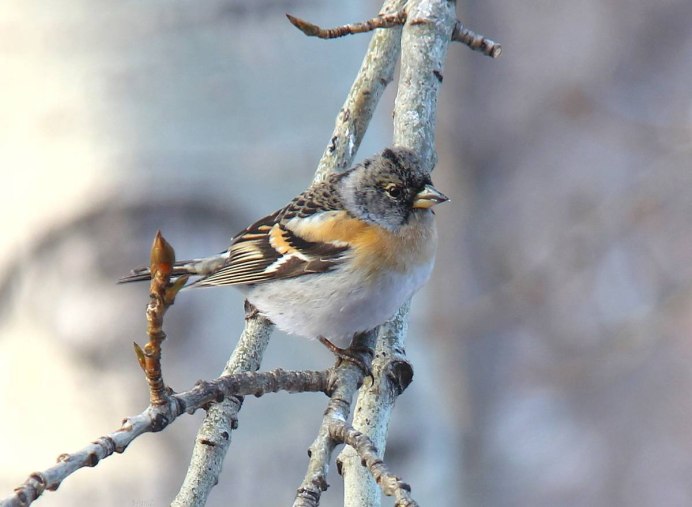 Птичка Юрок вьюрок