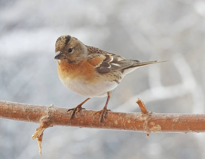 Красношапочный вьюрок (Serinus pusillus).