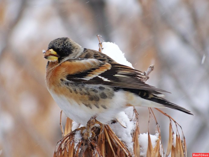 Вьюрок обыкновенный