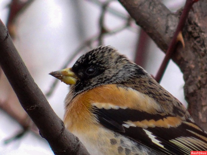 Вьюрок самка