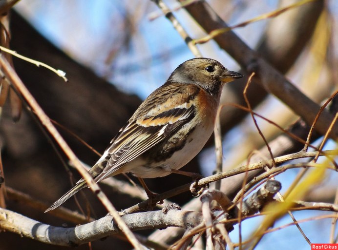 Вьюрок Зяблик