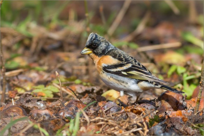 Вьюрок птенец