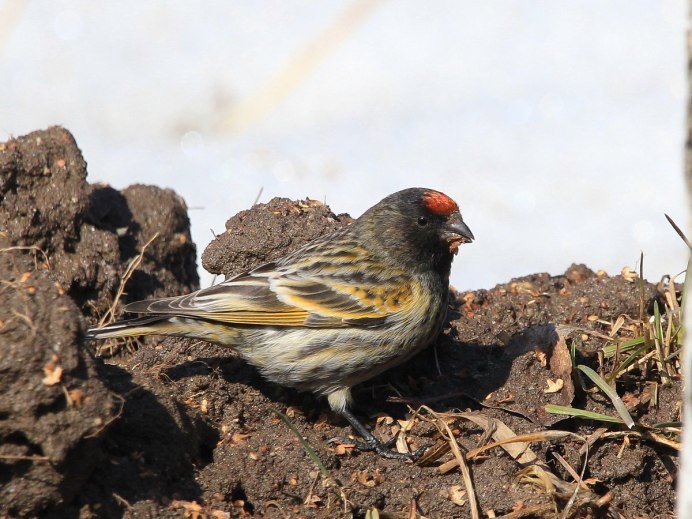 Королевский вьюрок