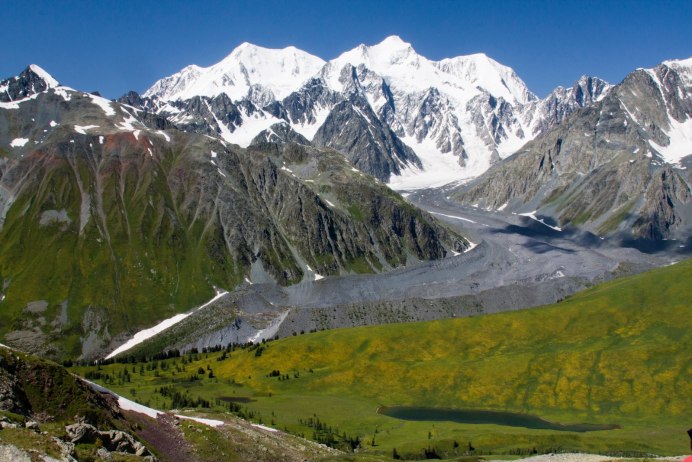 Степной кот Манул фото