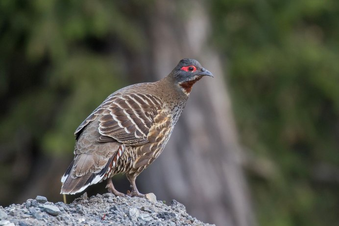 Verreaux’s Monal Partridge