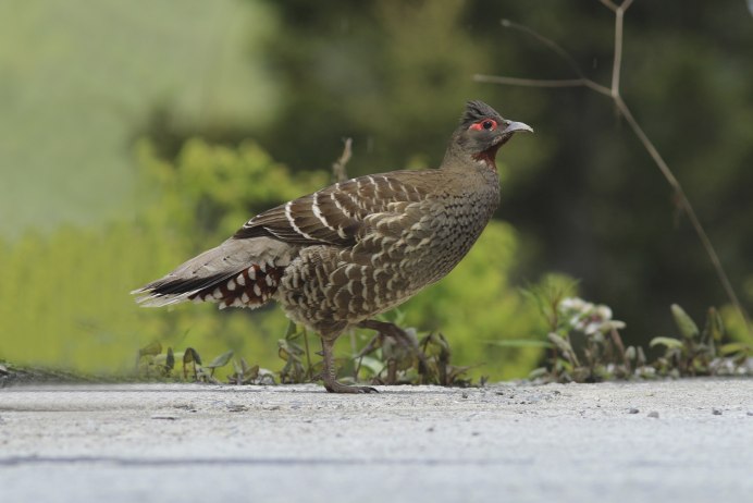 Verreaux’s Monal Partridge