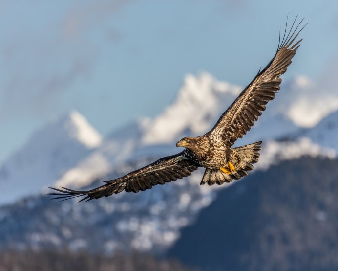 Орел Беркут в полете
