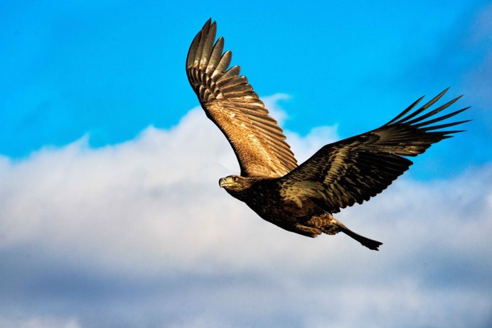 Беркут Халзан