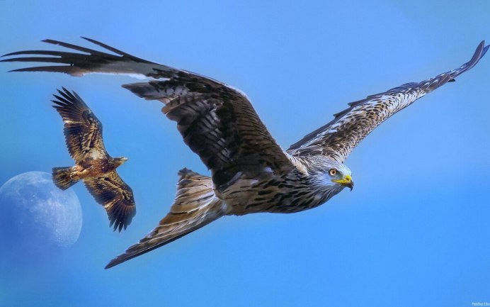 Орел Беркут Дагестана в хребтах Кавказа