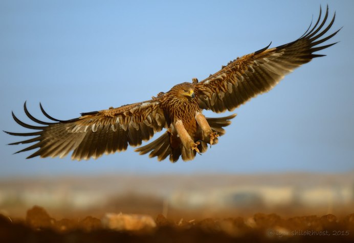 Беркут горный Алтай