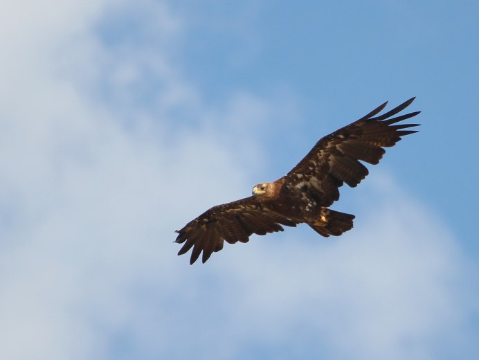 Белоголовый Орлан в полете