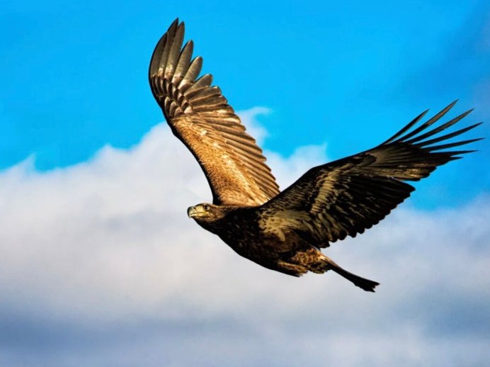 Орел Беркут парит
