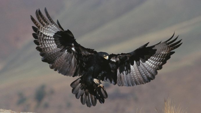 Aquila verreauxii Eagle