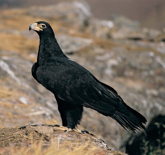 Aquila verreauxii Eagle