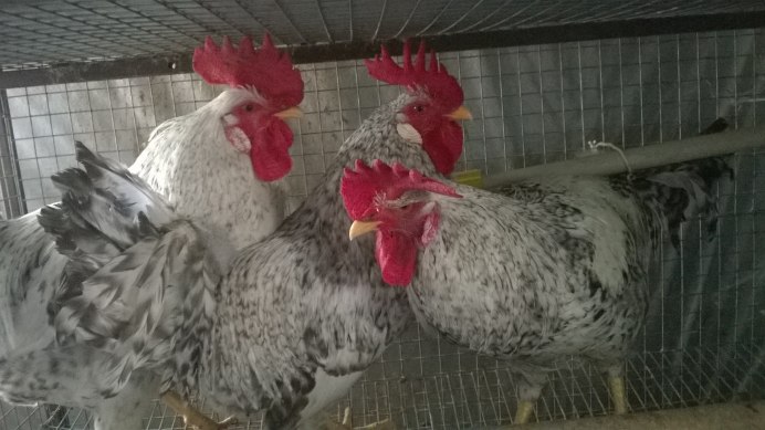 Борковская собака