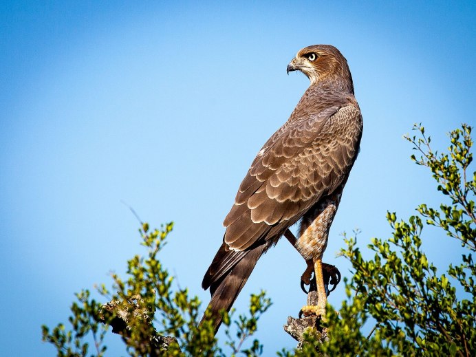 Тетеревятник (Accipiter gentilis)