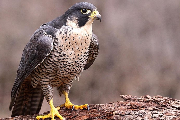 Baby Peregrine Falcon