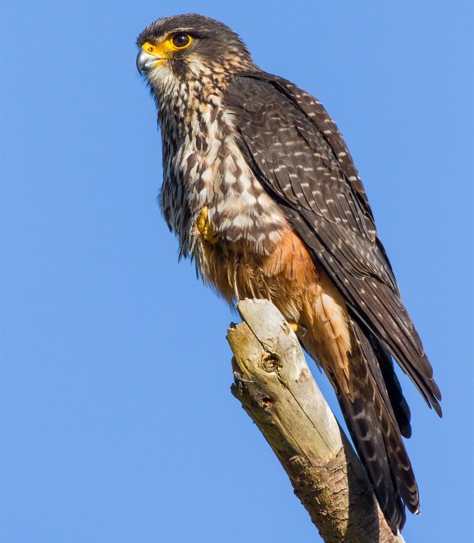 Соколиные Falconidae