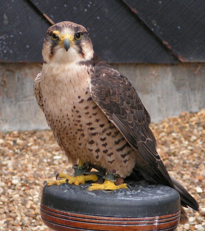 Кречет Falco rusticolus