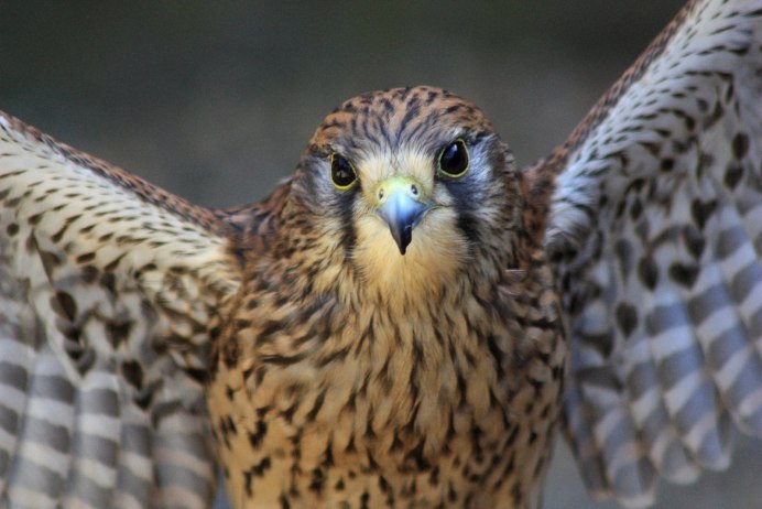 Сапсан Falco peregrinus