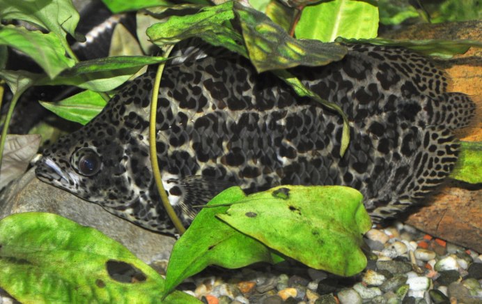 Macropharyngodon bipartitus