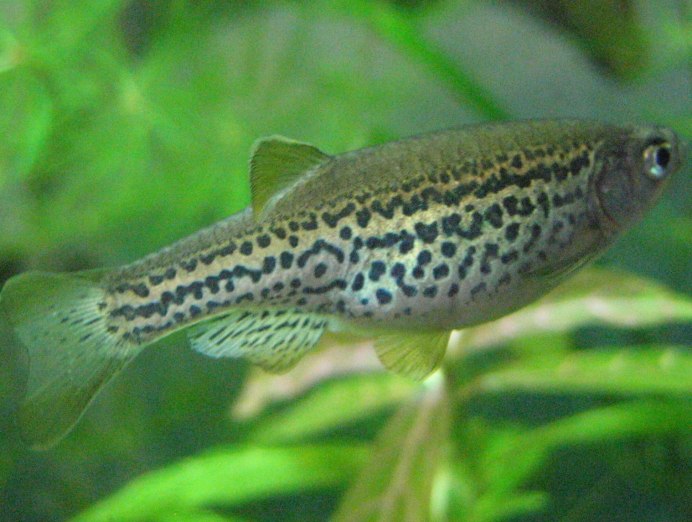 Macropharyngodon negrosensis