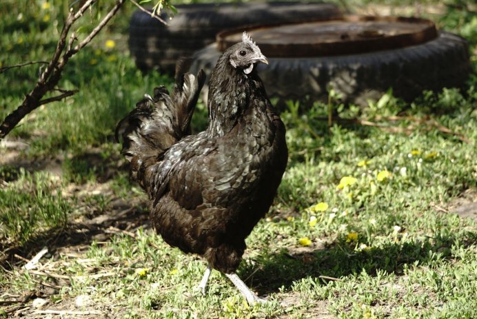 Араукана порода