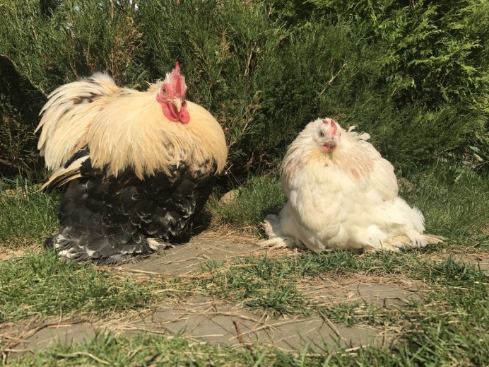 Льюянг порода кур