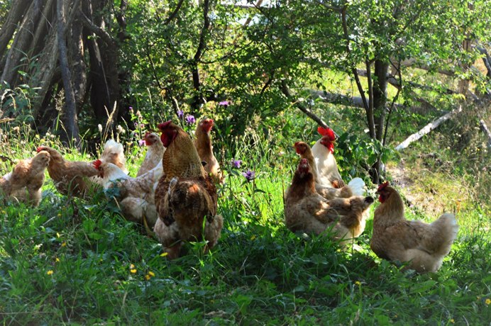 Деревенская курица