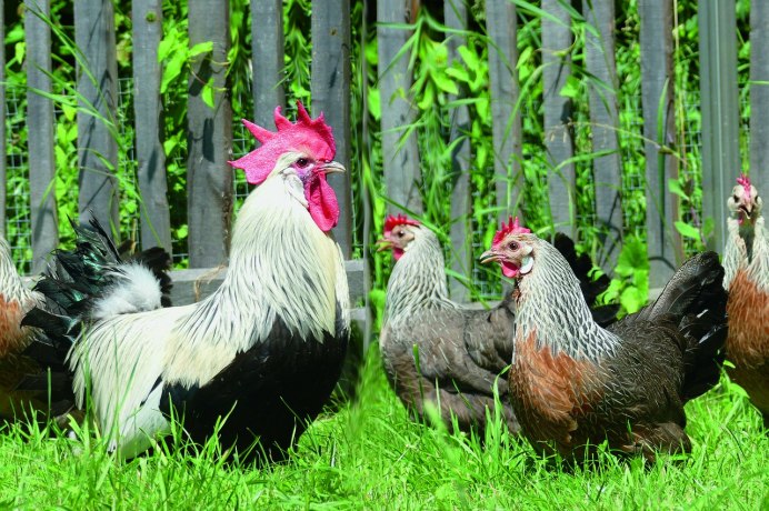 Куры несушки мясояичная порода