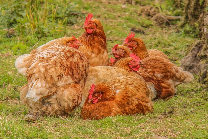 Адлеровская Курочка Адлерская серебристая