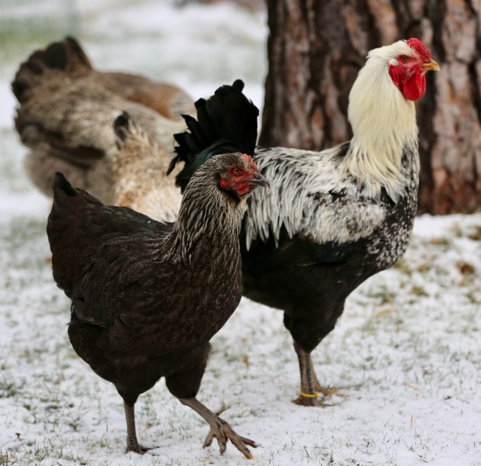 Родонит куры несушки